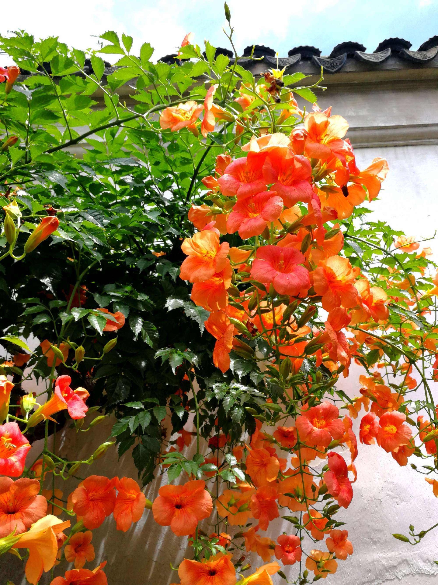 凌霄花花语
