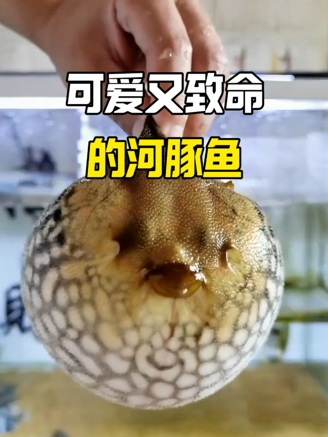 河豚哪里有毒
