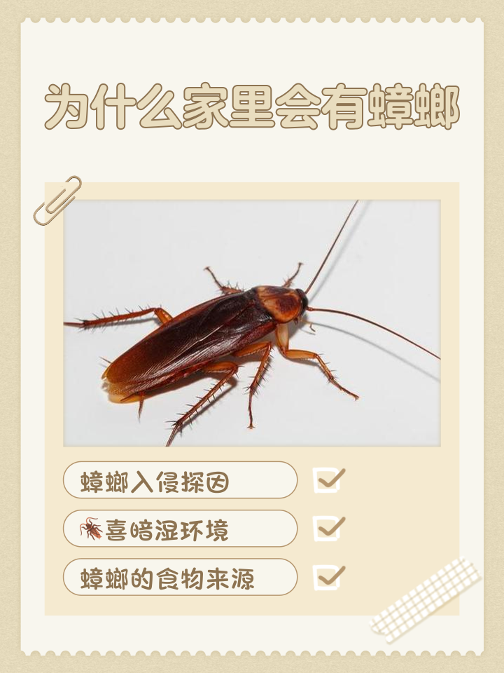 蟑螂出现的原因